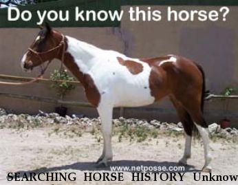 SEARCHING HORSE HISTORY Unknown Paint Tobiano, Near Naples, FL, 00000